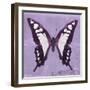 Miss Butterfly Cloanthus Sq - Mauve-Philippe Hugonnard-Framed Photographic Print