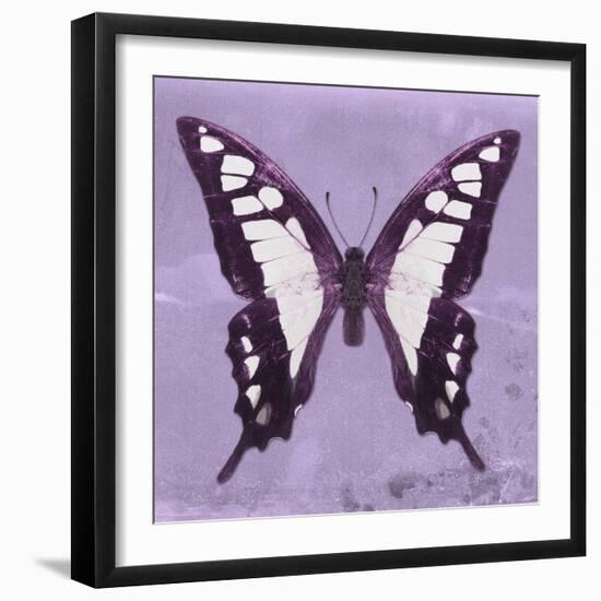 Miss Butterfly Cloanthus Sq - Mauve-Philippe Hugonnard-Framed Photographic Print