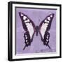 Miss Butterfly Cloanthus Sq - Mauve-Philippe Hugonnard-Framed Photographic Print