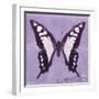 Miss Butterfly Cloanthus Sq - Mauve-Philippe Hugonnard-Framed Photographic Print