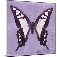 Miss Butterfly Cloanthus Sq - Mauve-Philippe Hugonnard-Mounted Photographic Print
