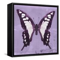 Miss Butterfly Cloanthus Sq - Mauve-Philippe Hugonnard-Framed Stretched Canvas