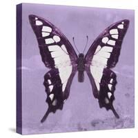 Miss Butterfly Cloanthus Sq - Mauve-Philippe Hugonnard-Stretched Canvas