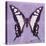 Miss Butterfly Cloanthus Sq - Mauve-Philippe Hugonnard-Stretched Canvas