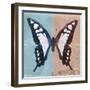 Miss Butterfly Cloanthus Sq - Turquoise & Coral-Philippe Hugonnard-Framed Photographic Print