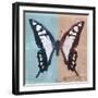 Miss Butterfly Cloanthus Sq - Turquoise & Coral-Philippe Hugonnard-Framed Photographic Print