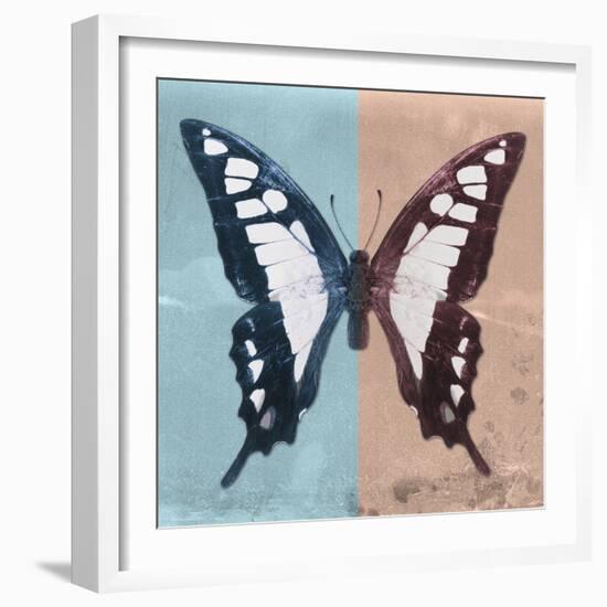 Miss Butterfly Cloanthus Sq - Turquoise & Coral-Philippe Hugonnard-Framed Photographic Print