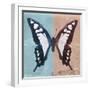 Miss Butterfly Cloanthus Sq - Turquoise & Coral-Philippe Hugonnard-Framed Photographic Print