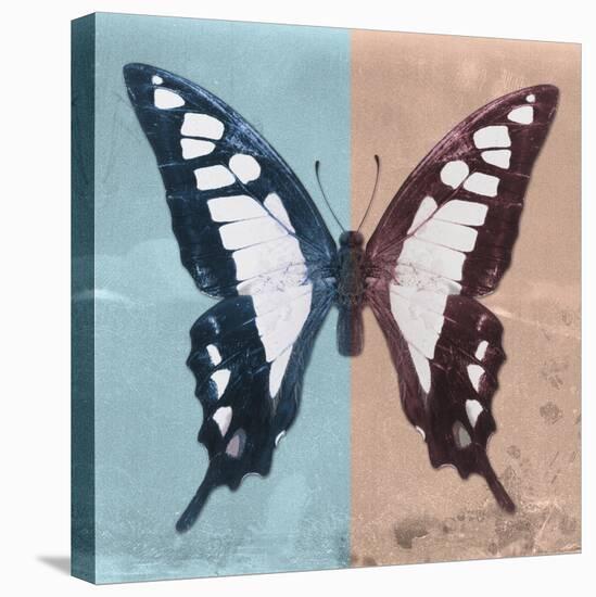 Miss Butterfly Cloanthus Sq - Turquoise & Coral-Philippe Hugonnard-Stretched Canvas