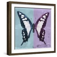 Miss Butterfly Cloanthus Sq - Turquoise & Mauve-Philippe Hugonnard-Framed Photographic Print