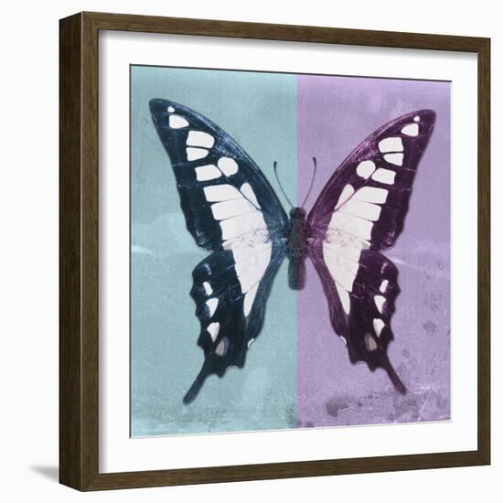 Miss Butterfly Cloanthus Sq - Turquoise & Mauve-Philippe Hugonnard-Framed Photographic Print