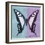 Miss Butterfly Cloanthus Sq - Turquoise & Mauve-Philippe Hugonnard-Framed Photographic Print