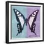 Miss Butterfly Cloanthus Sq - Turquoise & Mauve-Philippe Hugonnard-Framed Photographic Print