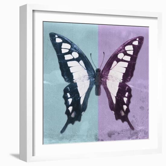 Miss Butterfly Cloanthus Sq - Turquoise & Mauve-Philippe Hugonnard-Framed Photographic Print