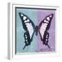 Miss Butterfly Cloanthus Sq - Turquoise & Mauve-Philippe Hugonnard-Framed Photographic Print