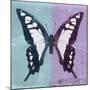 Miss Butterfly Cloanthus Sq - Turquoise & Mauve-Philippe Hugonnard-Mounted Photographic Print