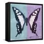 Miss Butterfly Cloanthus Sq - Turquoise & Mauve-Philippe Hugonnard-Framed Stretched Canvas