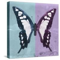 Miss Butterfly Cloanthus Sq - Turquoise & Mauve-Philippe Hugonnard-Stretched Canvas