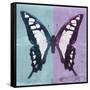 Miss Butterfly Cloanthus Sq - Turquoise & Mauve-Philippe Hugonnard-Framed Stretched Canvas