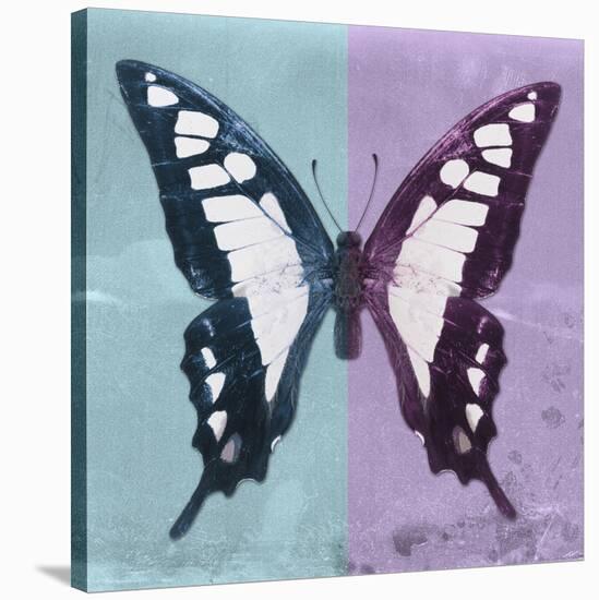 Miss Butterfly Cloanthus Sq - Turquoise & Mauve-Philippe Hugonnard-Stretched Canvas