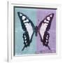 Miss Butterfly Cloanthus Sq - Turquoise & Mauve-Philippe Hugonnard-Framed Photographic Print