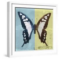 Miss Butterfly Cloanthus Sq - Turquoise & Yellow-Philippe Hugonnard-Framed Photographic Print