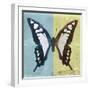 Miss Butterfly Cloanthus Sq - Turquoise & Yellow-Philippe Hugonnard-Framed Photographic Print