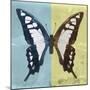 Miss Butterfly Cloanthus Sq - Turquoise & Yellow-Philippe Hugonnard-Mounted Photographic Print