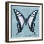 Miss Butterfly Cloanthus Sq - Turquoise-Philippe Hugonnard-Framed Photographic Print