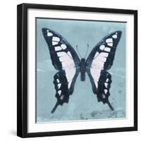 Miss Butterfly Cloanthus Sq - Turquoise-Philippe Hugonnard-Framed Photographic Print