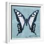 Miss Butterfly Cloanthus Sq - Turquoise-Philippe Hugonnard-Framed Photographic Print