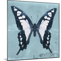 Miss Butterfly Cloanthus Sq - Turquoise-Philippe Hugonnard-Mounted Photographic Print
