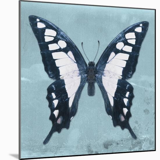 Miss Butterfly Cloanthus Sq - Turquoise-Philippe Hugonnard-Mounted Photographic Print