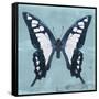 Miss Butterfly Cloanthus Sq - Turquoise-Philippe Hugonnard-Framed Stretched Canvas