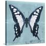 Miss Butterfly Cloanthus Sq - Turquoise-Philippe Hugonnard-Stretched Canvas