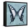 Miss Butterfly Cloanthus Sq - Turquoise-Philippe Hugonnard-Framed Stretched Canvas