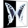 Miss Butterfly Cloanthus Sq - X-Ray B&W Edition-Philippe Hugonnard-Mounted Photographic Print