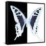 Miss Butterfly Cloanthus Sq - X-Ray B&W Edition-Philippe Hugonnard-Framed Stretched Canvas