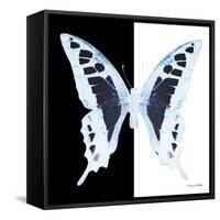 Miss Butterfly Cloanthus Sq - X-Ray B&W Edition-Philippe Hugonnard-Framed Stretched Canvas