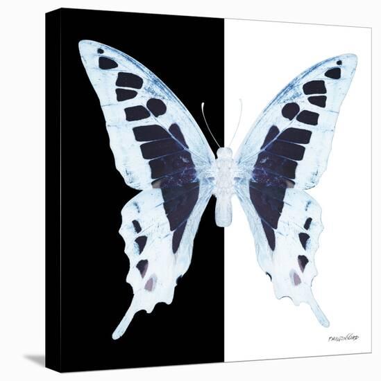 Miss Butterfly Cloanthus Sq - X-Ray B&W Edition-Philippe Hugonnard-Stretched Canvas