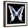 Miss Butterfly Cloanthus Sq - X-Ray Black Edition-Philippe Hugonnard-Framed Photographic Print