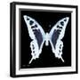 Miss Butterfly Cloanthus Sq - X-Ray Black Edition-Philippe Hugonnard-Framed Photographic Print