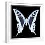 Miss Butterfly Cloanthus Sq - X-Ray Black Edition-Philippe Hugonnard-Framed Photographic Print