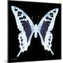 Miss Butterfly Cloanthus Sq - X-Ray Black Edition-Philippe Hugonnard-Mounted Photographic Print