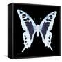 Miss Butterfly Cloanthus Sq - X-Ray Black Edition-Philippe Hugonnard-Framed Stretched Canvas