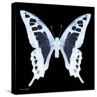 Miss Butterfly Cloanthus Sq - X-Ray Black Edition-Philippe Hugonnard-Stretched Canvas