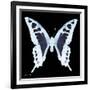 Miss Butterfly Cloanthus Sq - X-Ray Black Edition-Philippe Hugonnard-Framed Photographic Print