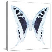 Miss Butterfly Cloanthus Sq - X-Ray White Edition-Philippe Hugonnard-Stretched Canvas
