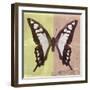 Miss Butterfly Cloanthus Sq - Yellow & Coral-Philippe Hugonnard-Framed Photographic Print