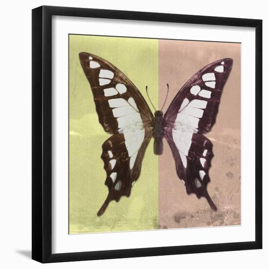 Miss Butterfly Cloanthus Sq - Yellow & Coral-Philippe Hugonnard-Framed Photographic Print